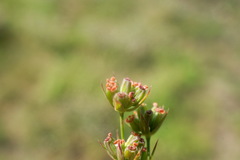 Bupleurum affine