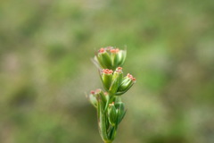 Bupleurum affine