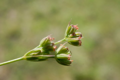 Bupleurum affine