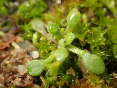 Saxifraga tridactylites