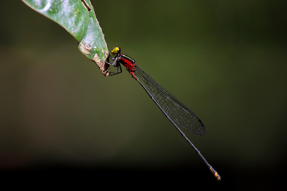 Pseudagrion crocops