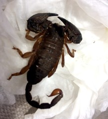Opisthacanthus validus