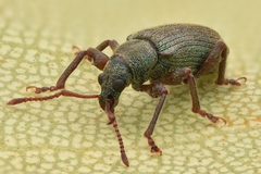Phyllobius intrusus