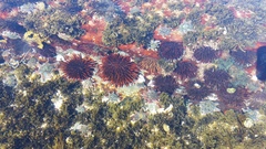 Heliocidaris tuberculata