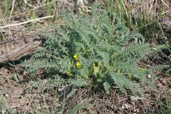Astragalus buchtormensis
