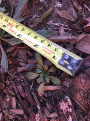 Oenothera argillicola