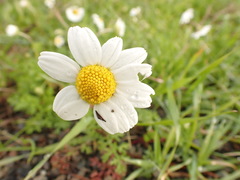 Anthemis chia