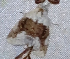 Dasychiroides pratti