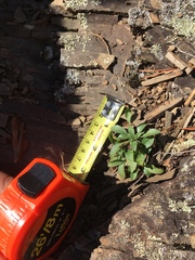 Oenothera argillicola