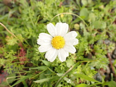 Anthemis chia