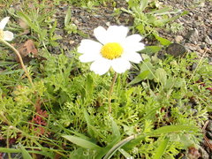 Anthemis chia