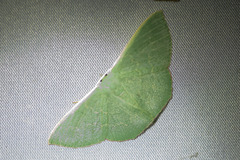 Prasinocyma semicrocea