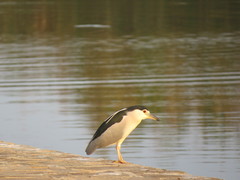 Nycticorax nycticorax