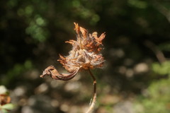 Trifolium caucasicum