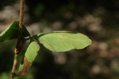 Trifolium caucasicum