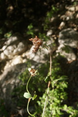 Trifolium caucasicum