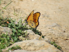 Danaus chrysippus dorippus