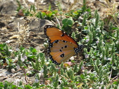 Danaus chrysippus dorippus