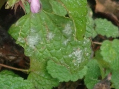 Neoerysiphe galeopsidis