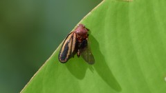 Mahanarva