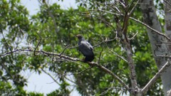 Helicolestes hamatus