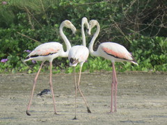 Phoenicopterus roseus