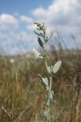 Atriplex pedunculata