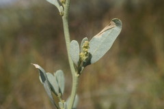 Atriplex pedunculata