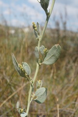 Atriplex pedunculata