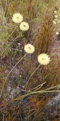 Edmondia