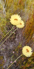 Edmondia