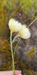 Edmondia