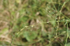 Polygonum patulum
