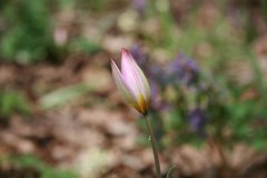 Tulipa sylvestris australis