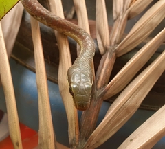 Dendrelaphis chairecacos