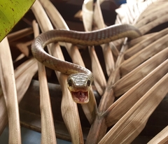 Dendrelaphis chairecacos