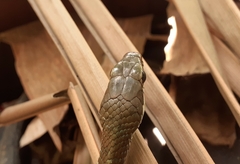 Dendrelaphis chairecacos