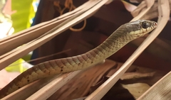 Dendrelaphis chairecacos