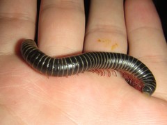 Australocricus sennae