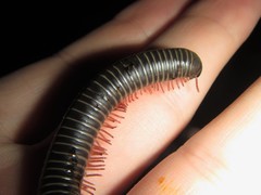 Australocricus sennae