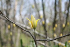 Tulipa sylvestris australis