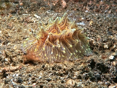 Halgerda willeyi