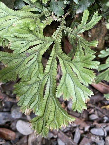 Selaginella doederleinii (Selaginella doederleinii)