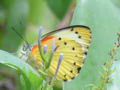 Belenois thysa thysa