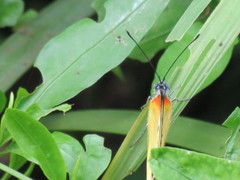 Belenois thysa thysa