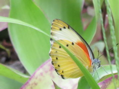 Belenois thysa thysa
