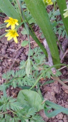 Gagea lutea