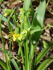 Gagea lutea