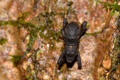 Poropterus