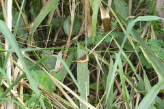 Eurytela dryope dryope